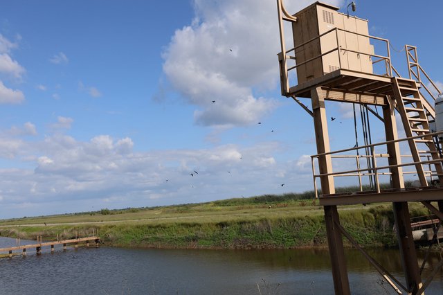 Elevated Wildlife Observation Platform at Coastal Wetland Reserve
