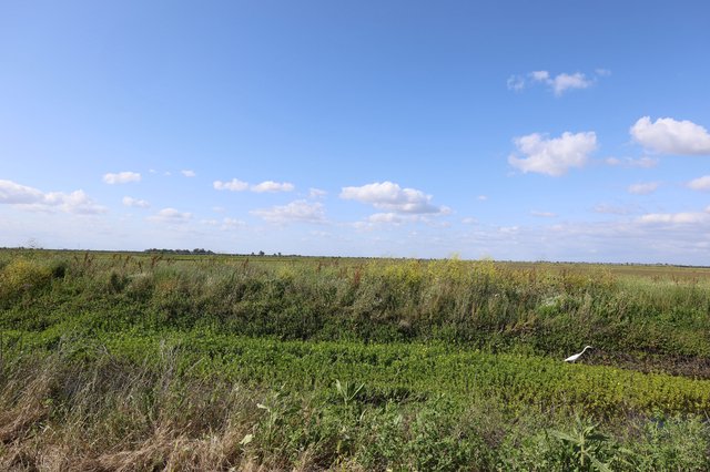 White Bird Wading Through Yolo Bypass Wetlands