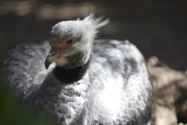 Vulture with a Red Beak
