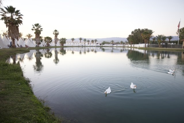Swans at Coachella Lake