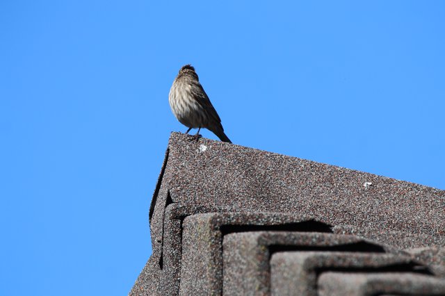 House Finch Perched on Rooftop Against Clear Blue Sky