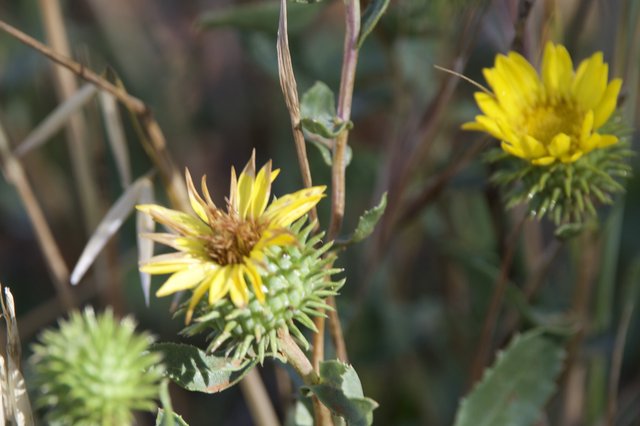 Spiny Gumplant Blooms at Mount Diablo