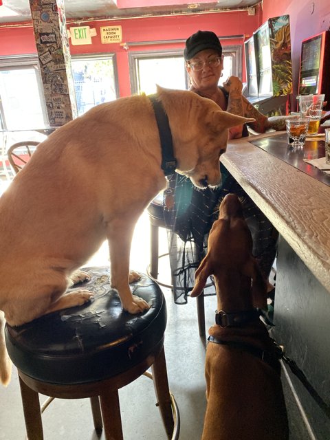 Man and Dogs at the Pub