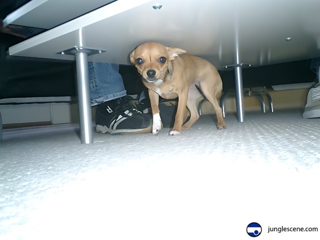Under the Table Pup