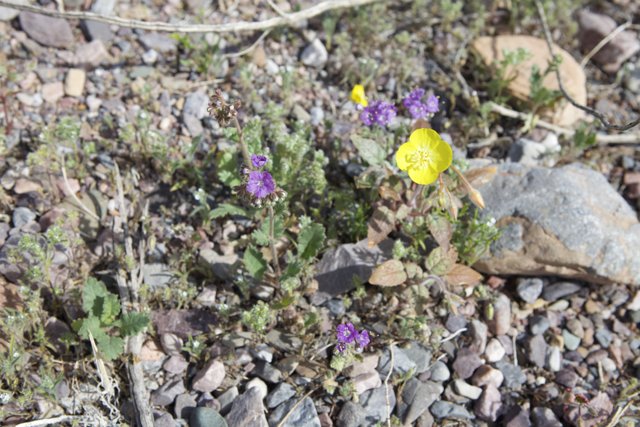 Lone Yellow Flower in the Desert