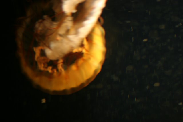 Rose Jellyfish