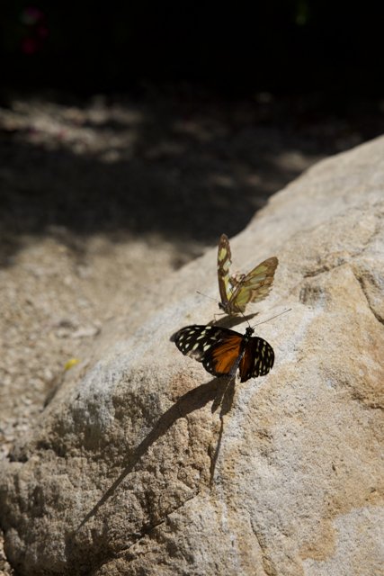 A Birthday Flutter