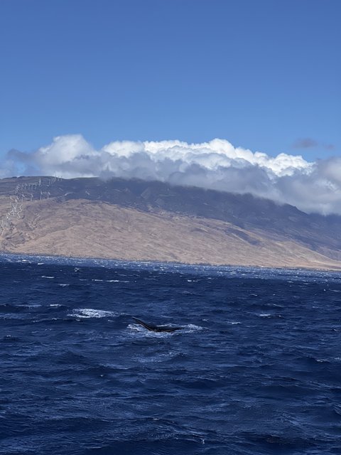 Majestic Humpback Whale Swimming Near Hawai'ian Mountain