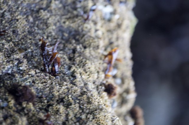 Tiny Crabs Clinging to Rocky Tide Pool Surface