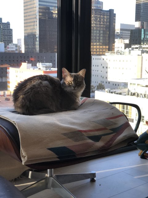 City Cat Observing