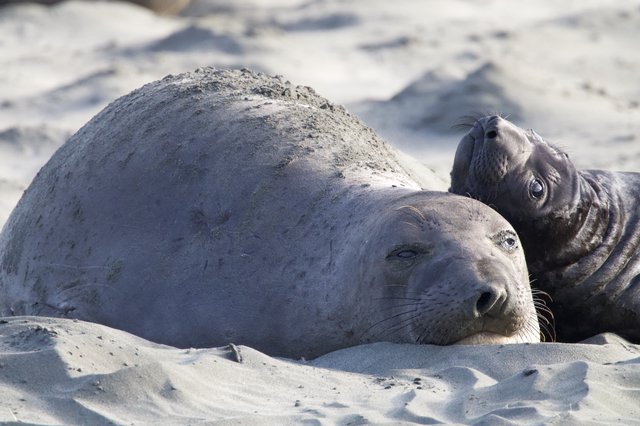 Elephant Seal Mother and Pup Resting on Beach