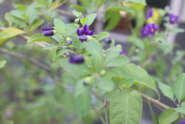 Purple Geranium Flower in Altadena