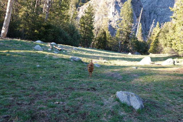 Running Through the Yosemite Wilderness