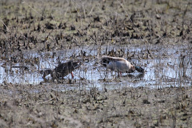 Northern Pintail Ducks Foraging in Shallow Wetland Waters