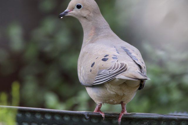 Mourning Dove Perched on Garden Feeder Rail