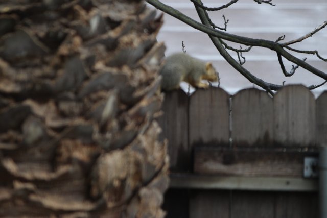 Squirrel's Perch
