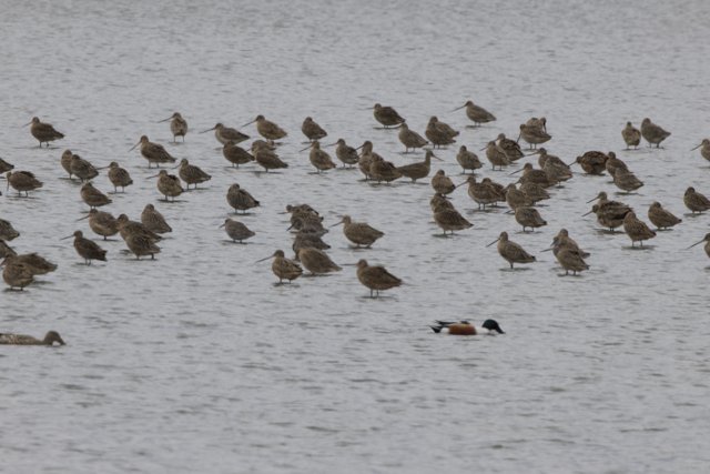 Harmony in Flight: A Flock at San Pablo Bay