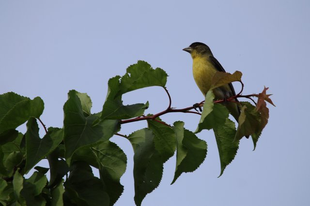 Lesser Goldfinch Perched on Mulberry Branch at Dusk