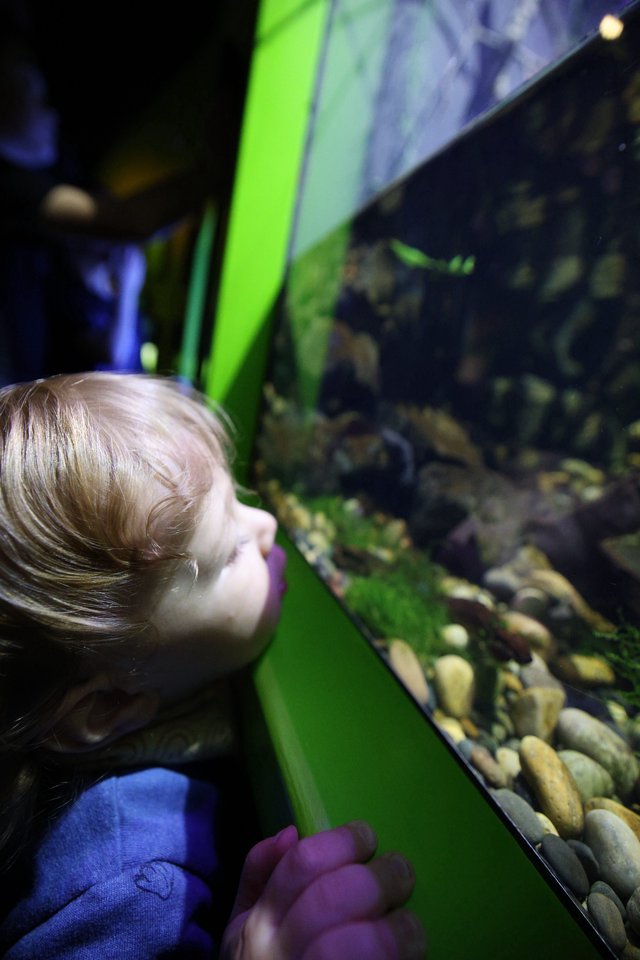 Young Child Mesmerized by Aquarium Display