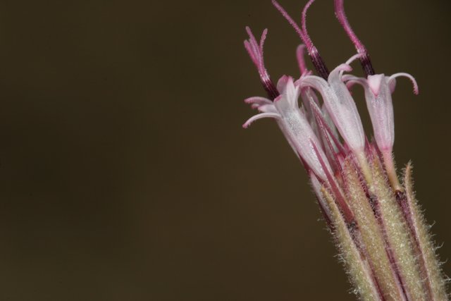 A Close Up of a Geranium Flower in the Desert