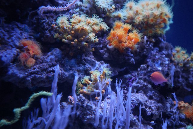 Vibrant Coral Reef Ecosystem in Deep Blue Waters