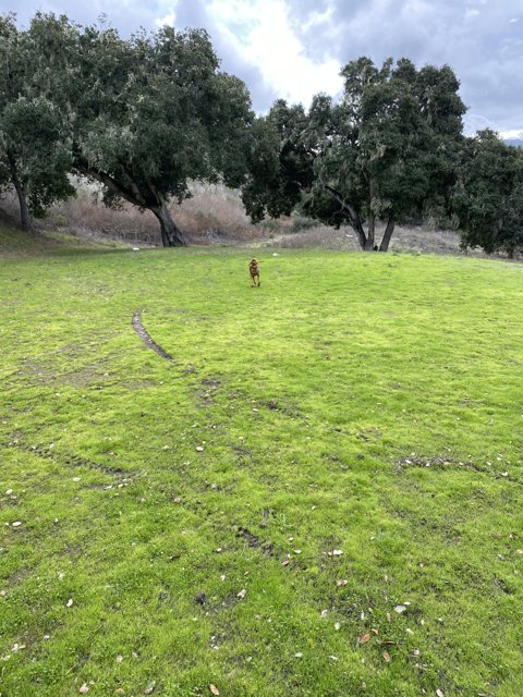 Majestic Dog in a California Pasture