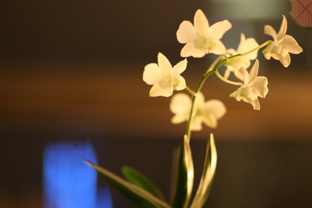 Elegant White Orchid in Vase