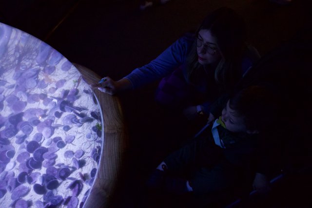 Underwater Wonders: A Day at Monterey Bay Aquarium