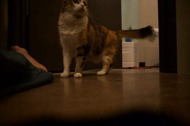 Calico Cat Poses on Hardwood Floor