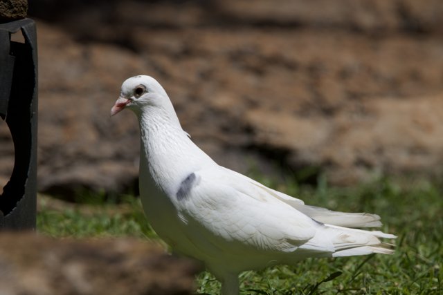Serene Stroll - White Dove in Honolulu Zoo