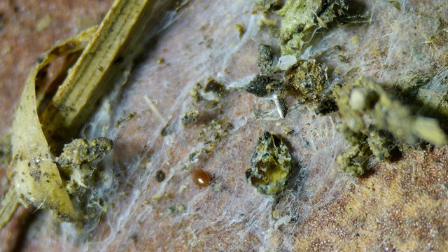 Macro World: Spider Web Debris Field Close-Up
