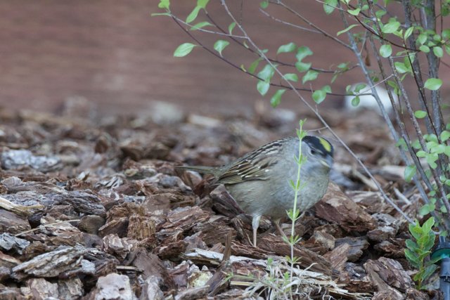Sparrow in Springtime Splendor