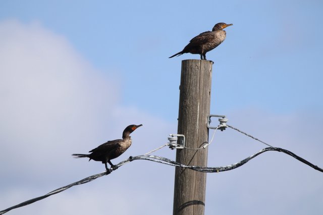 Two Cormorants Perched on Weathered Utility Pole