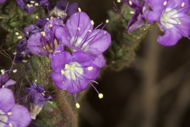 Purple Geranium Flowers Blooming in the Desert