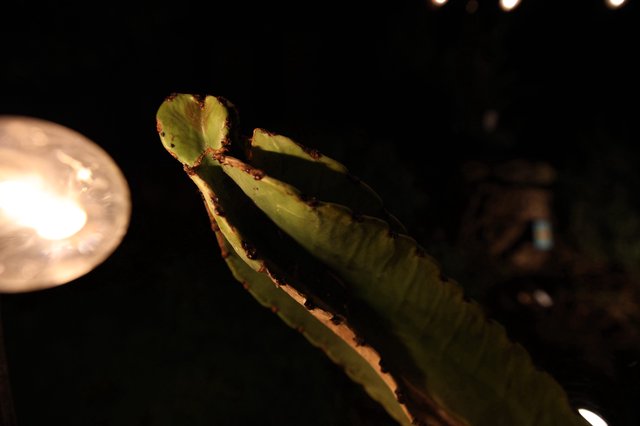 Succulent Plant Growth Illuminated at Night
