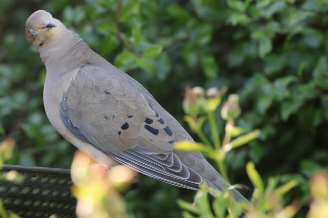 Mourning Dove Perched Among Garden Foliage