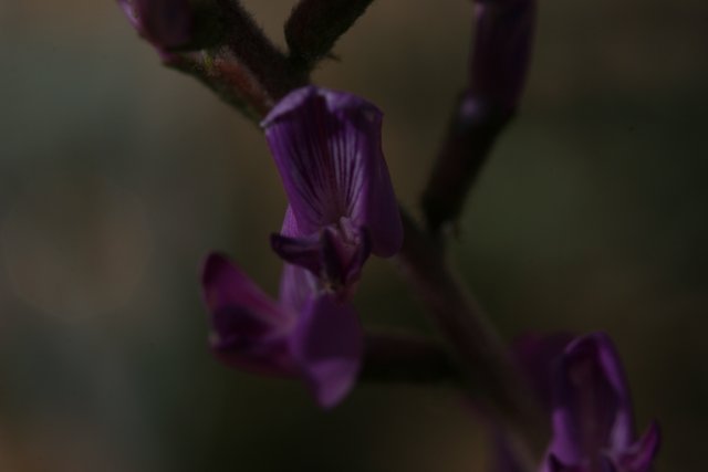 Purple Orchid in Close Up