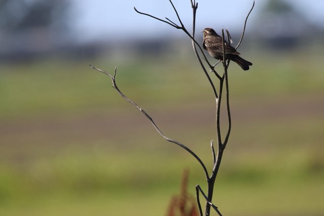 Small Brown Bird Perched on Bare Branch