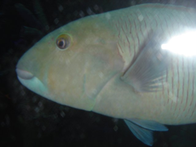 Yellow-Headed Fish in its Natural Habitat