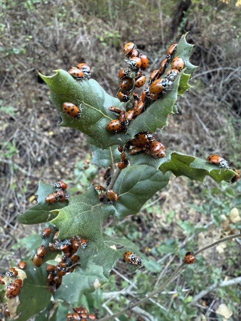 Ladybug Gathering on the Huckleberry Trail