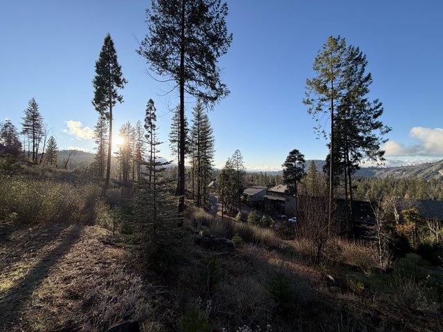 Golden Hour Sunburst Through Sierra Nevada Pines