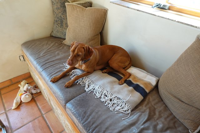 Dog Relaxing on Boat Cabin Cushions