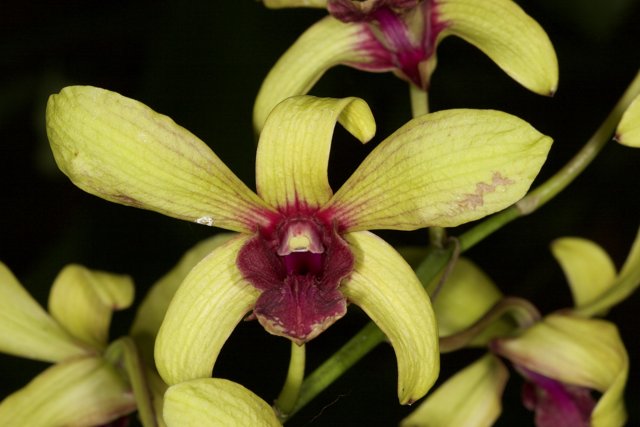 A Vibrant Yellow Orchid with Purple Petals and a Red Center