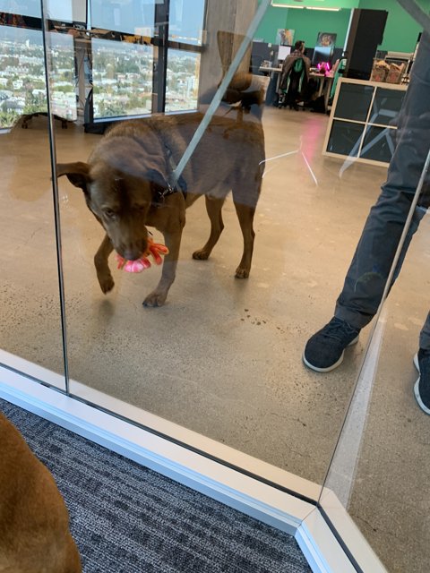 Playful Pup at the Glass Door
