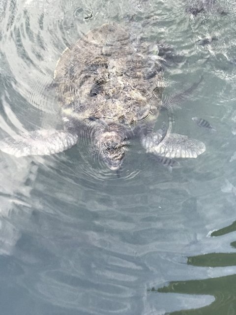 Majestic Sea Turtle