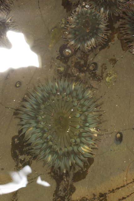 Sea Urchins in the Pond