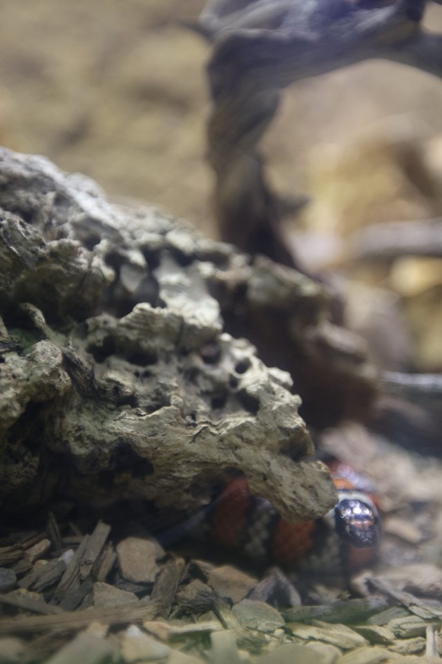 Macro Close-Up of Textured Rock Formation with Small Creature