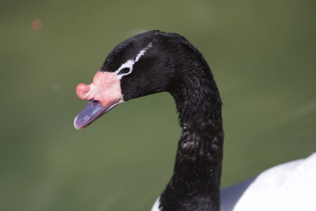 The Elegant Black and White Swan