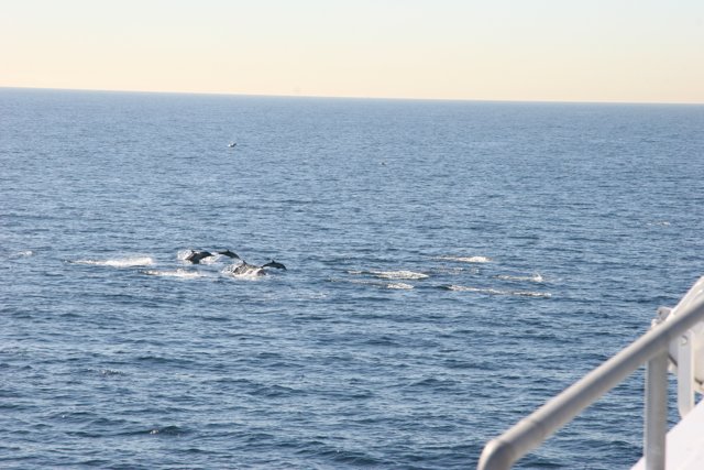 Majestic Humpback Whales in the Pacific