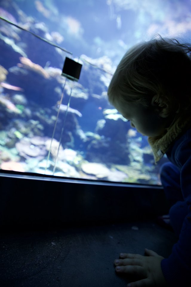 Child Mesmerized by Underwater World at Aquarium